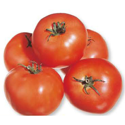 TOMATES DE SERRE