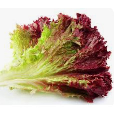 Laitue Frisée Rouge