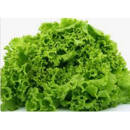 Laitue Frisée Verte
