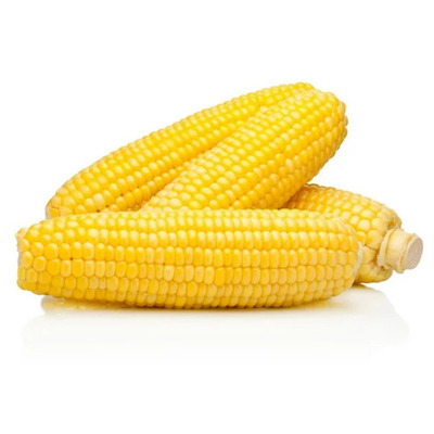 MAÏS SUCRÉ